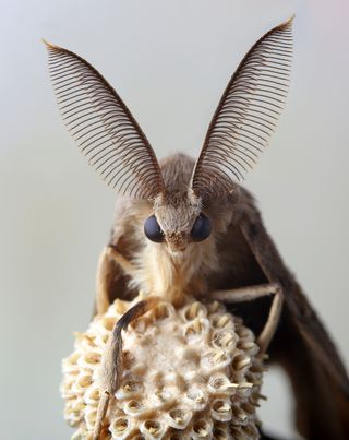 gypsy-moth
