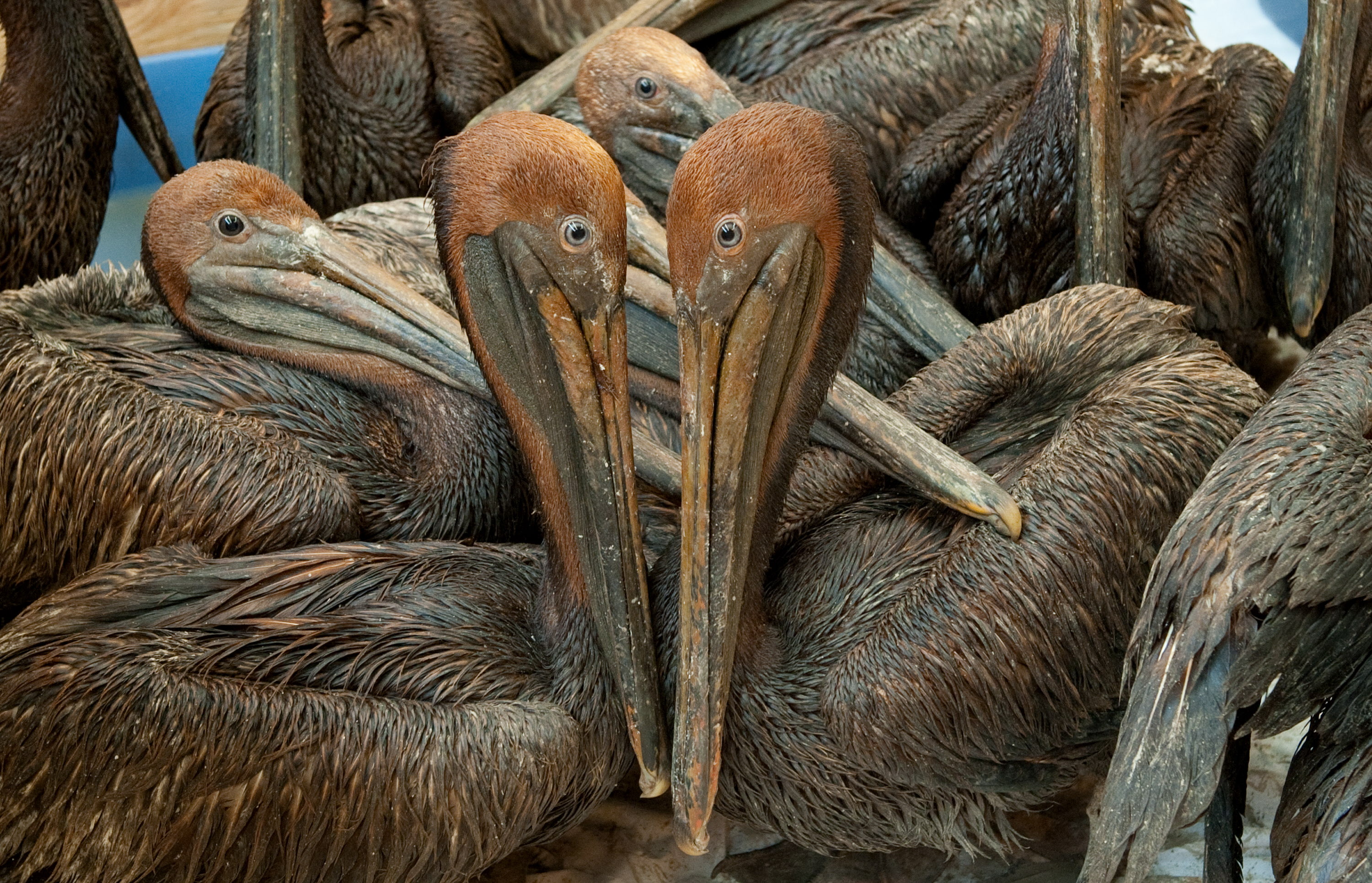 TV tonight Oil-covered pelicans found off the coast of Louisiana.