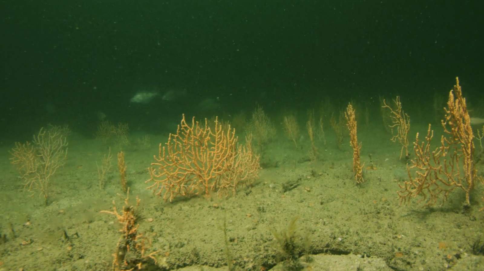 Pink sea fans found during the filming of O'Ocean with David Attenborough'
