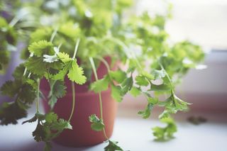 cilantro growing in a pot on a window sill