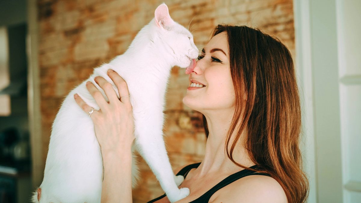 Why do cats lick you? White cat licking woman on the nose