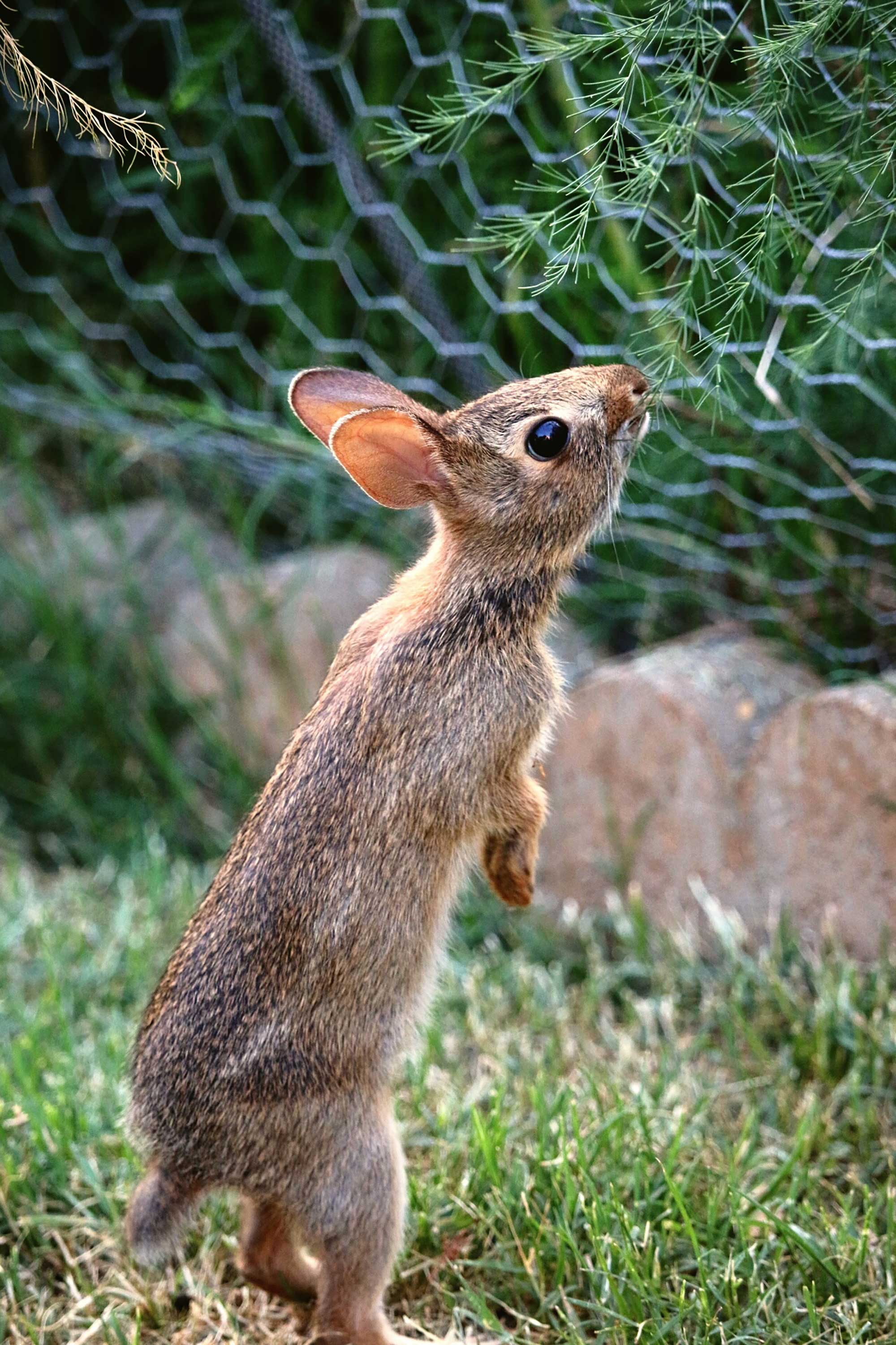 rabbit trying to get through barrier