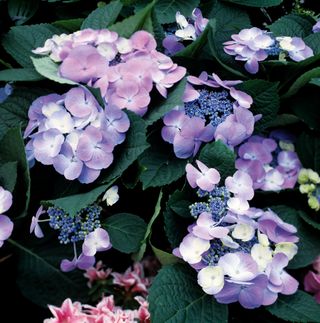 blue colour hydrangeas flower