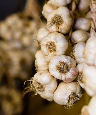How-to-grow-garlic-RHS-Georgi-Mabee-3