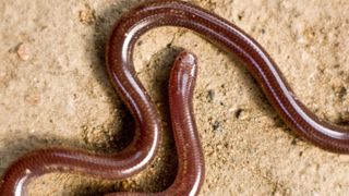 a brown colored blind snake on a rocky, sandy ground