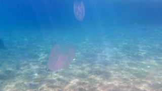 A pair of comb jellies swimming together in shallow water