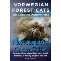 Norwegian Forest Cats And Kittens | Amazon