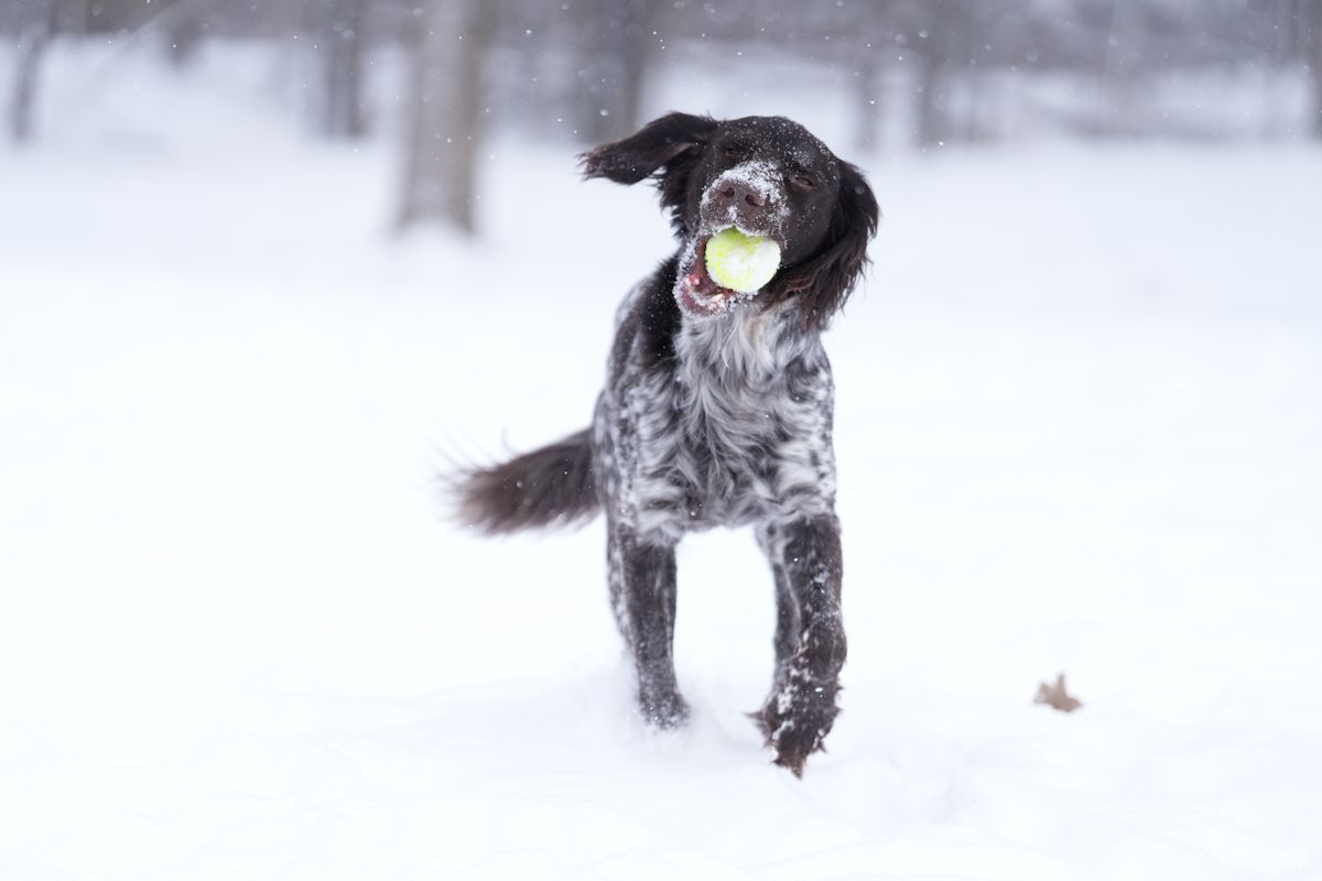 Sample images taken with the Sony 70-200mm f/2.8 GM OSS II lens and the Sony A7R V