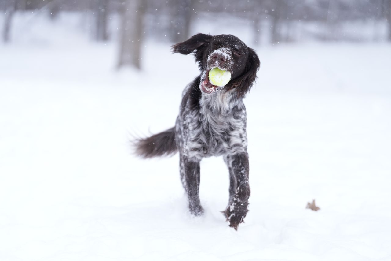 Sample images taken with the Sony 70-200mm f/2.8 GM OSS II lens and the Sony A7R V