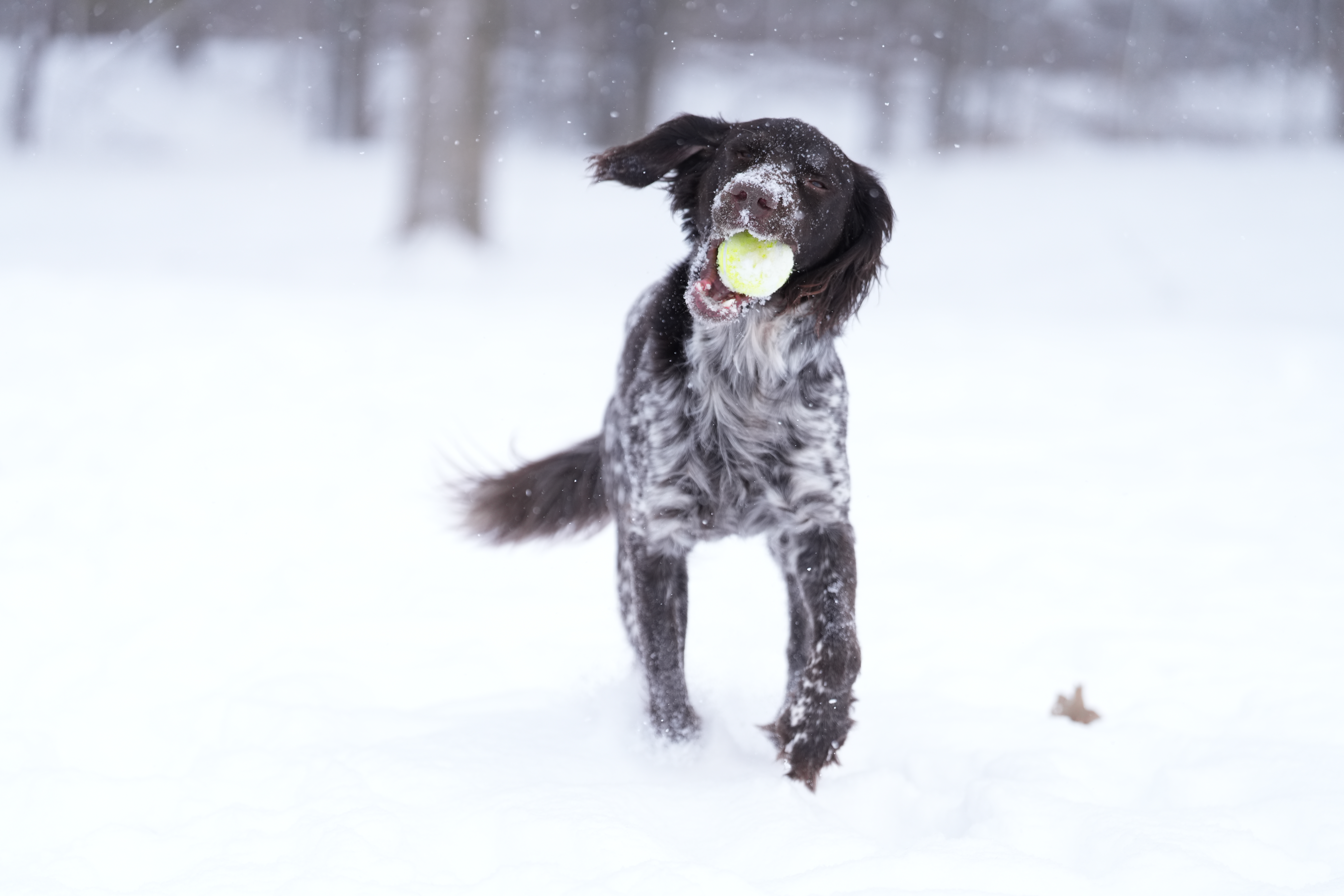 Sample images taken with the Sony 70-200mm f/2.8 GM OSS II lens and the Sony A7R V