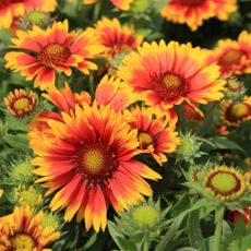 gaillardia flowers with red and yellow petals