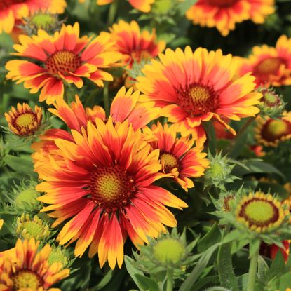 gaillardia flowers with red and yellow petals