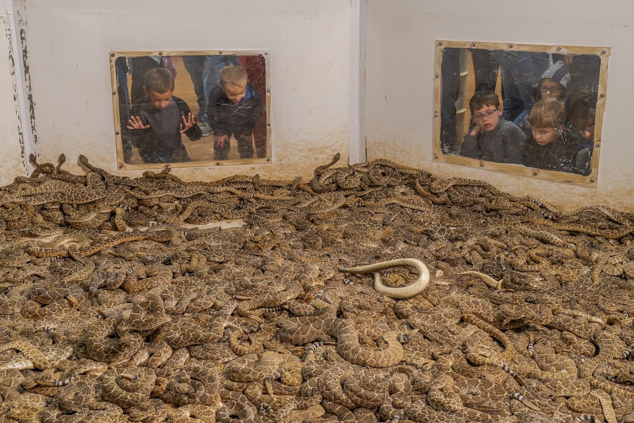 children look in through windows to a pit full of snakes