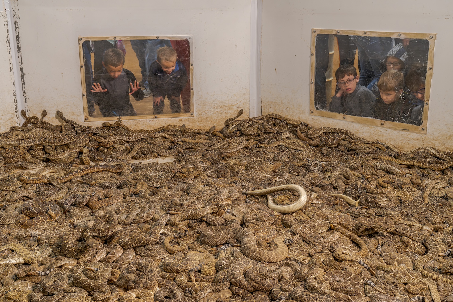 children look in through windows to a pit full of snakes