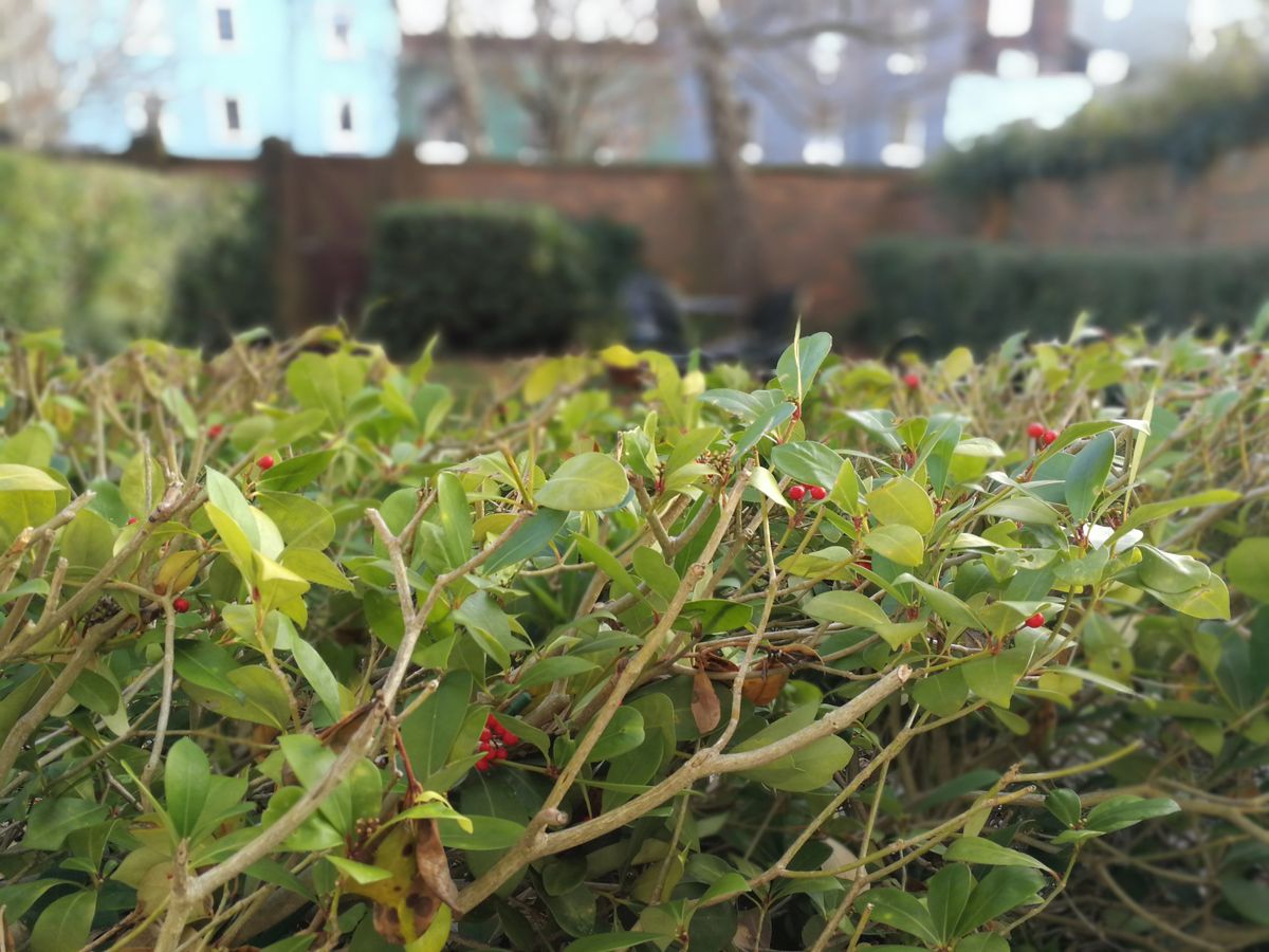 The same wide aperture shot but with the focus set to the background.