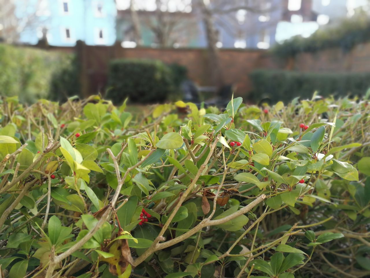 The same wide aperture shot but with the focus set to the background.
