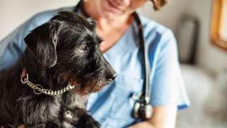 Schnauzer being held by a vet