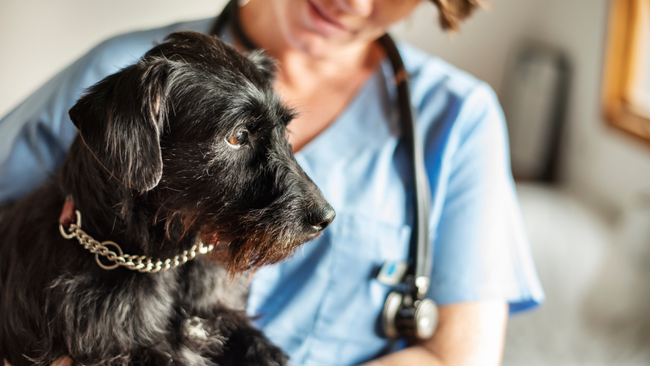Picture of Von Willebrand disease in dogs | PetsRadar