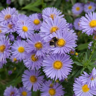 Bumble bee on purple aster flowers in garden