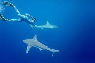 Courtney Conlogue diving with sharks