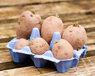 process of chitting potatoes in egg boxes