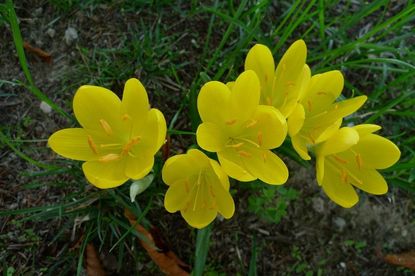 Yellow Sternbergia Daffodils