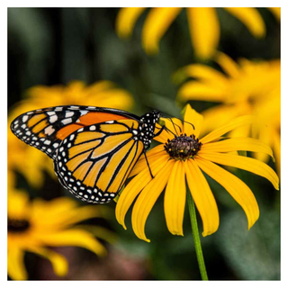 A close-up of a monarch butterfly on a black-eyed susan flower