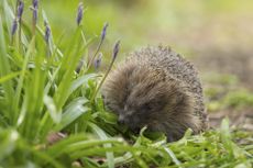Hedgehog in a UK garden