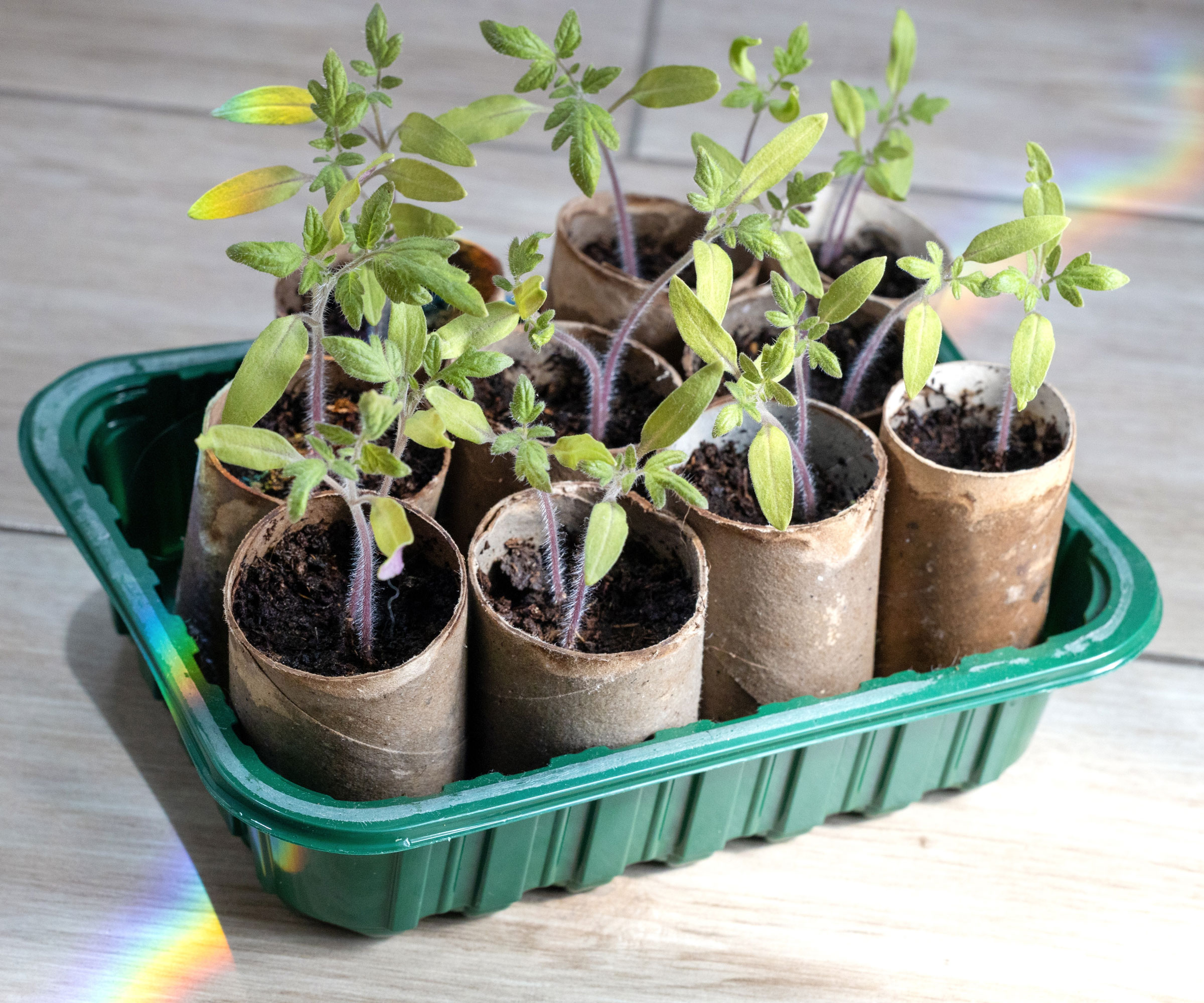 seedlings in toilet roll pots in green tray being bottom watered