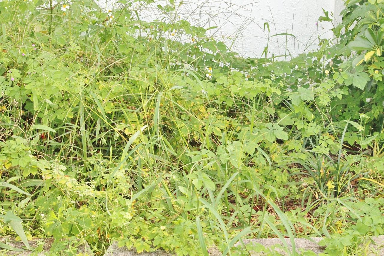 Overgrown Green Landscape