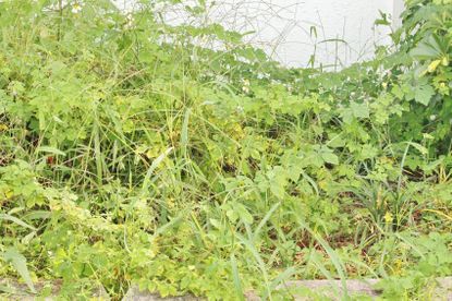 Overgrown Green Landscape