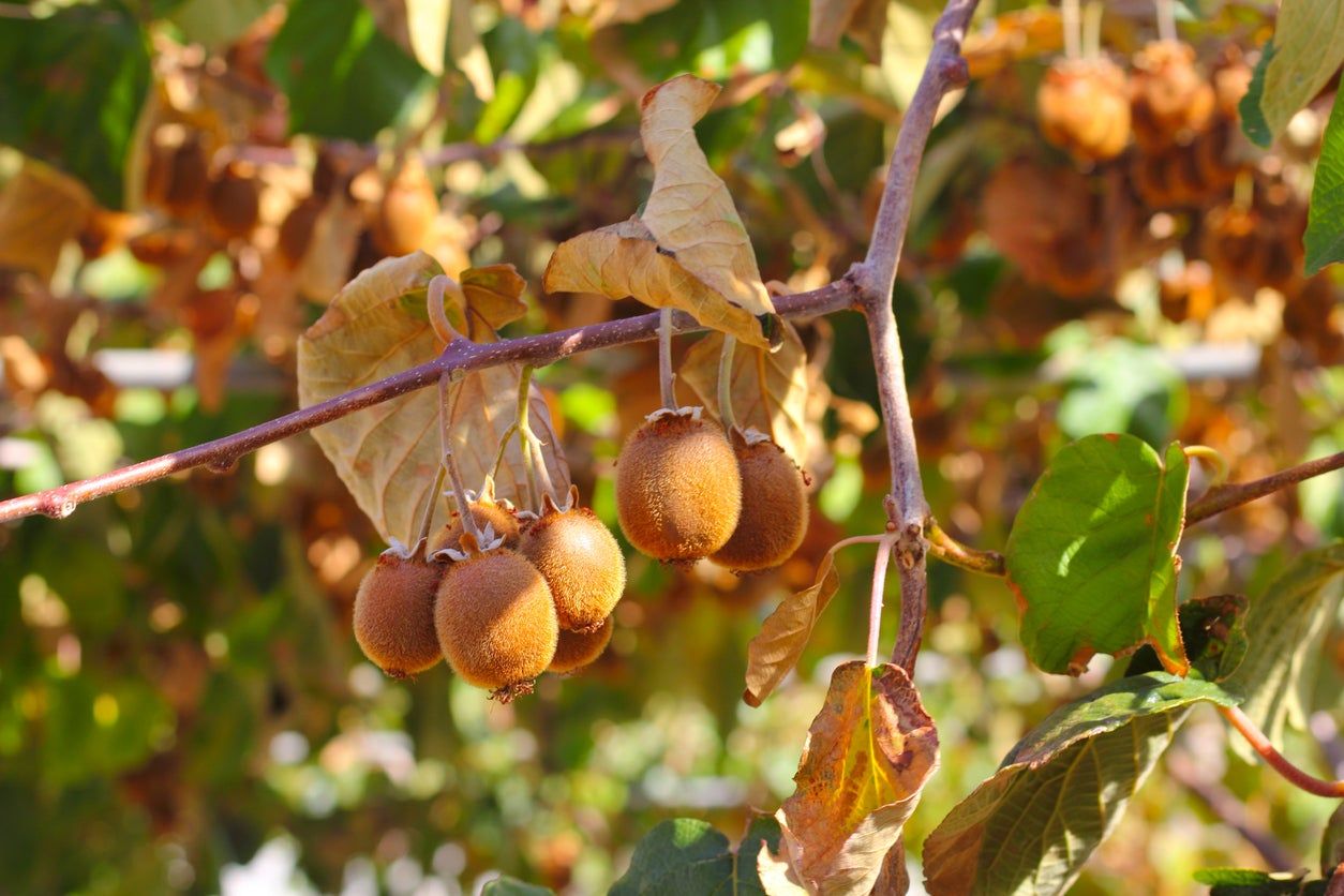 Kiwi Plant Leaves Turning Brown