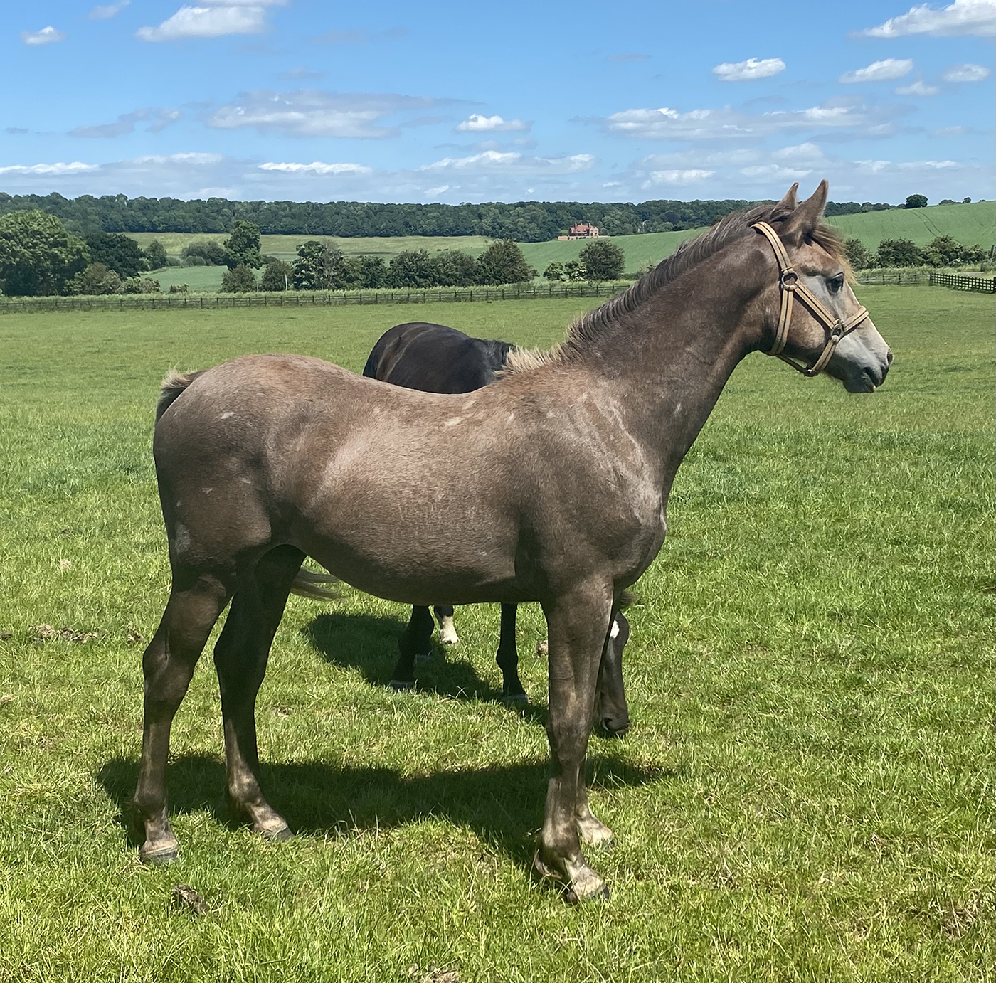 Balinmore Sea Rebel