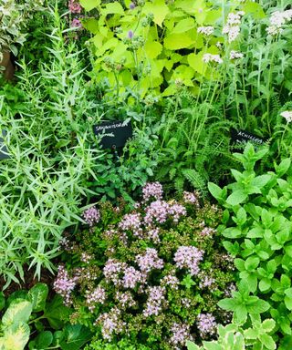 A cottage garden with green spiked leaves and plants and light purple flowers, along with two black chalkboard labels