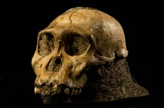 the skull of Australopithecus sediba, possibly the direct ancestor of the human lineage