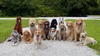 A large pack of dogs of many different breeds sat in a group an facing the camera