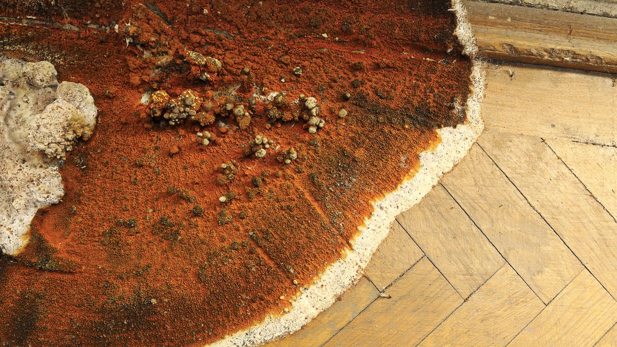 red and brown dry rot spreading across wooden floor