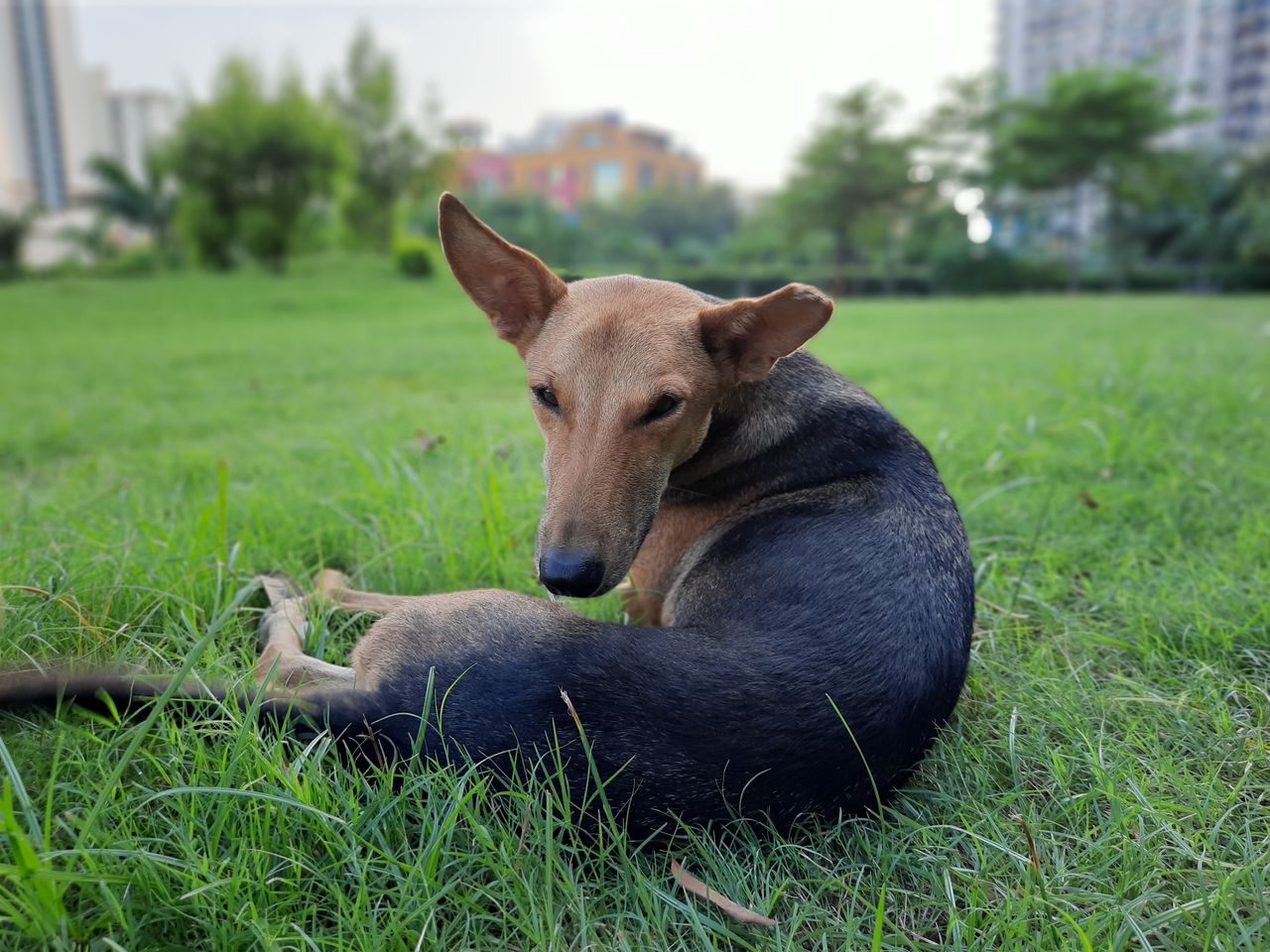 Samsung Galaxy A50s : Live Focus
