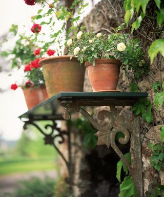 potted plants on vintage shelving