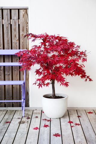 A red Japanese Maple tree in a white pot on decking