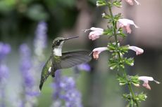 A close-up of a hummingbird beside pink flowers