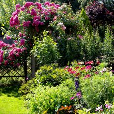 cottage garden with shrubs, flowers and pink shrub rose
