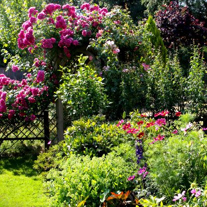 cottage garden with shrubs, flowers and pink shrub rose