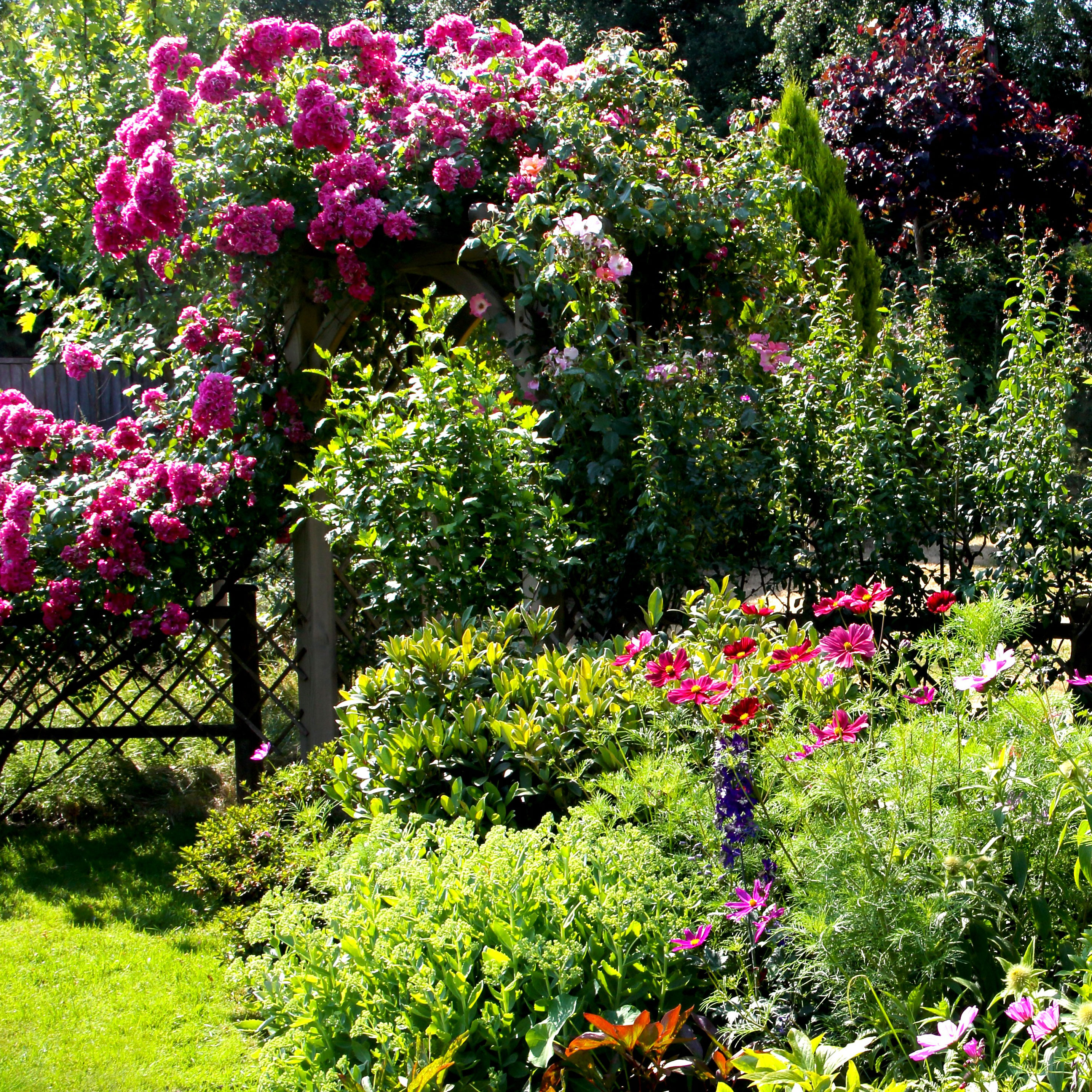 cottage garden with shrubs, flowers and pink shrub rose