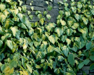 Hedera colchica - 'Sulphur Heart' growing on wall