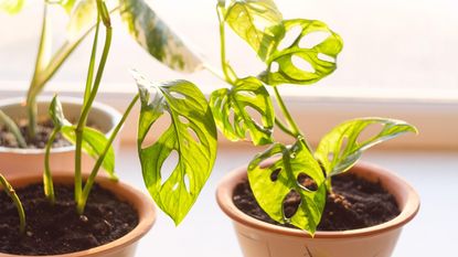 New monstera house plant in a pot