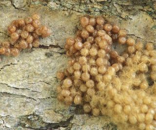 Two clusters of gold colored spongy moth eggs