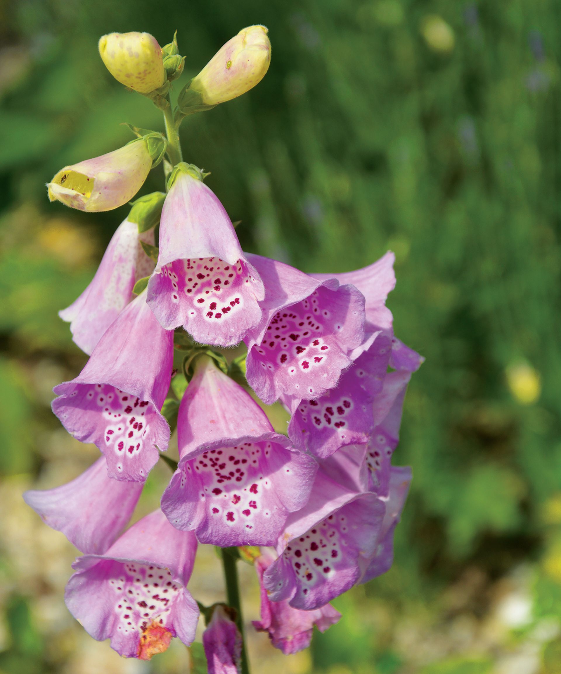 Monty Don's top tips for growing foxgloves Homes & Gardens