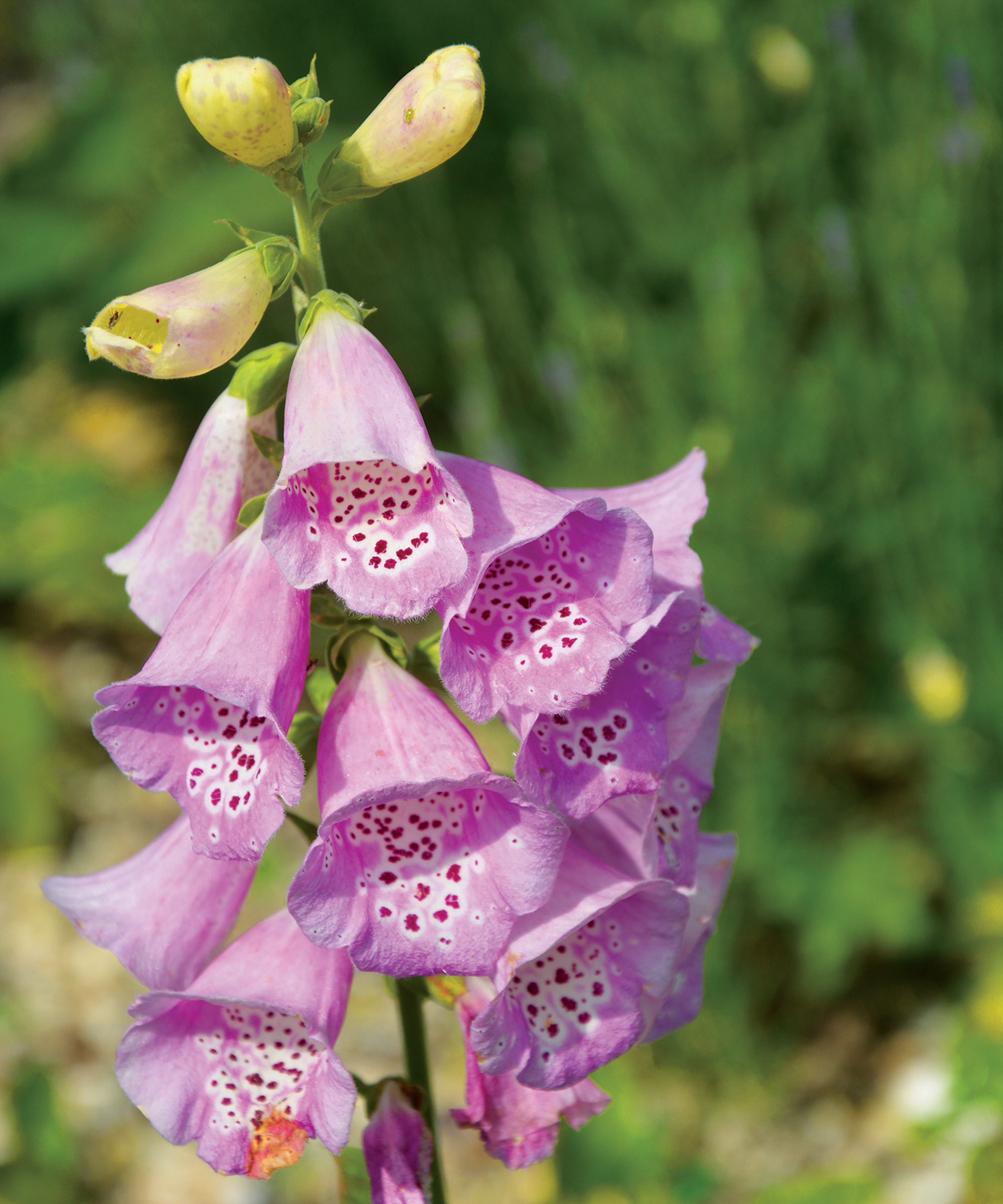 Growing foxgloves