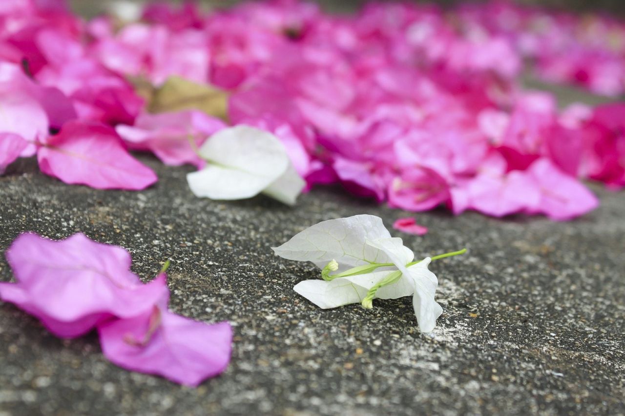 Pink And White Peddled Bougainvillea Flower Drop